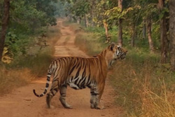 tadoba