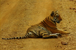 tadoba