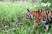 bandhavgarh