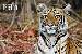 bandhavgarh