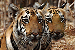 bandhavgarh