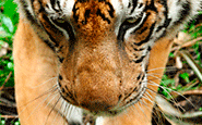 tadoba