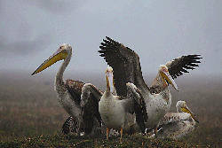 tadoba