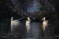 tadoba