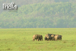 tadoba