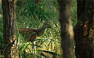 tadoba