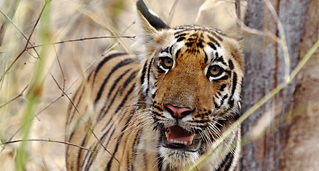 tadoba