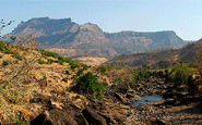 tadoba