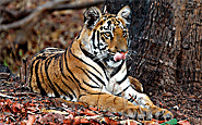 tadoba