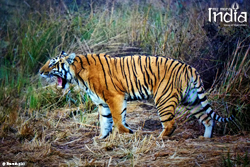 tadoba