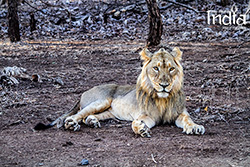 Tadoba