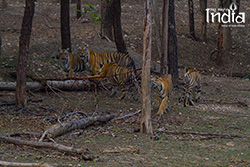 pench