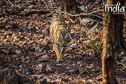 Tadoba