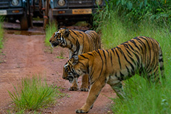 tadoba
