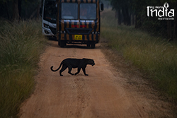 tadoba