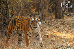 Tadoba