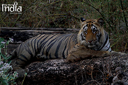 Tadoba