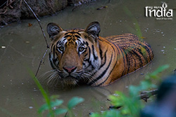 Tadoba