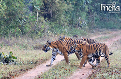 tadoba