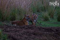 Tadoba