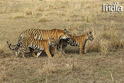 tadoba