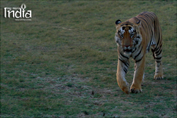 Tadoba