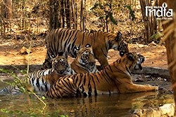 tadoba
