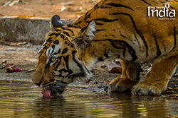 Tadoba