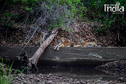 Tadoba