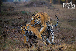 tadoba