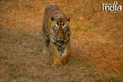 tadoba