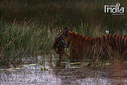 Tadoba