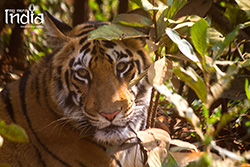 Tadoba