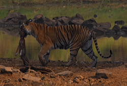 Satpura