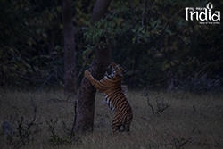 Tadoba