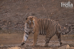 Tadoba