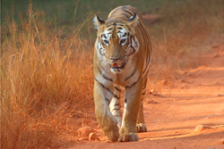 tadoba