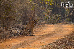 Tadoba