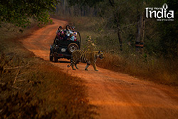 Tadoba