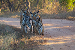 umred Tadoba