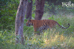 tadoba