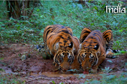 tadoba