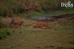 Tadoba