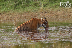 Tadoba