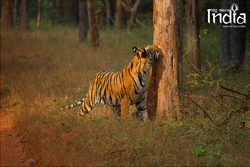 Tadoba