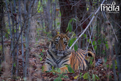 Tadoba