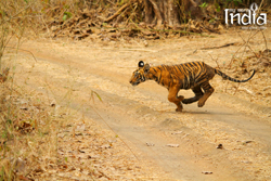 Tadoba