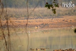 tadoba