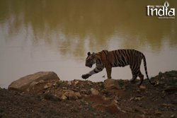 Tadoba