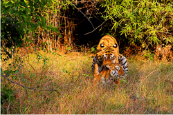 Tadoba